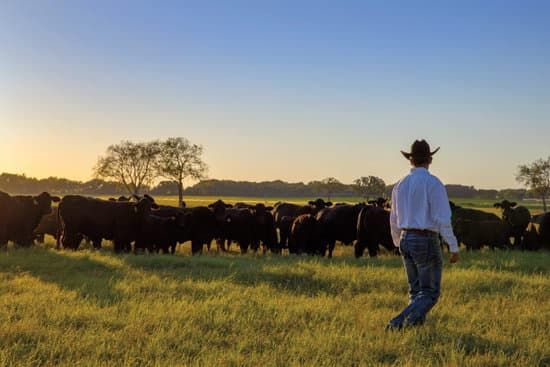 Cade Richmond walking toward a herd of black cattle at sunrise