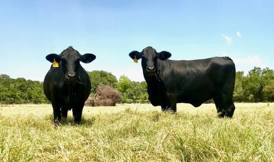 Two black cattle with yellow ear tags standing in tall grass